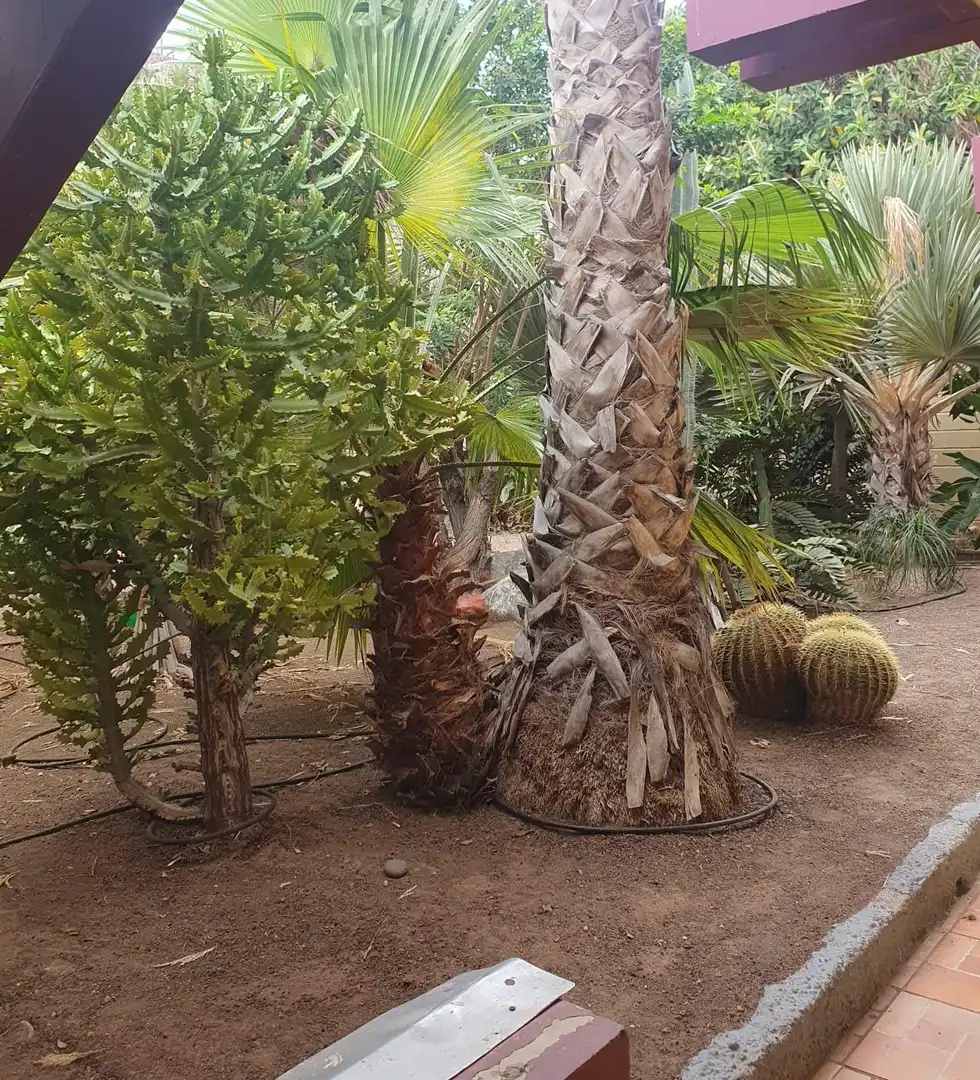 Jardí de Pis de lloguer en Arona amb Terrassa, Moblat i Piscina comunitària