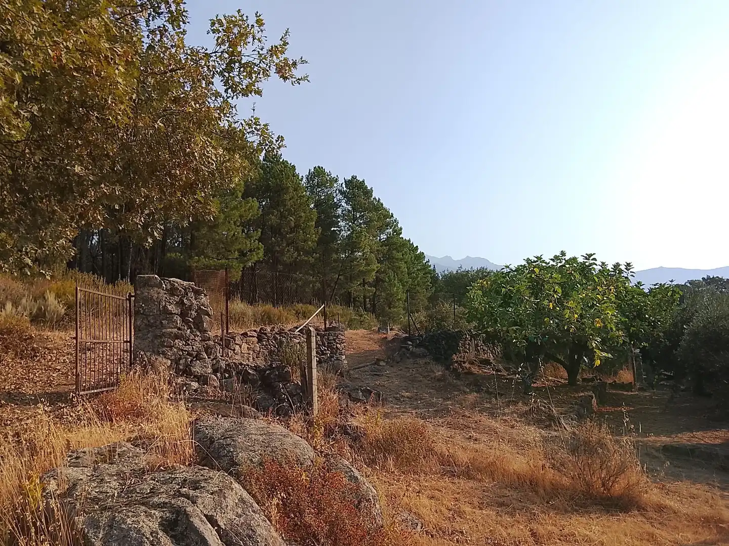 Terreny en venda en Madrigal de la Vera