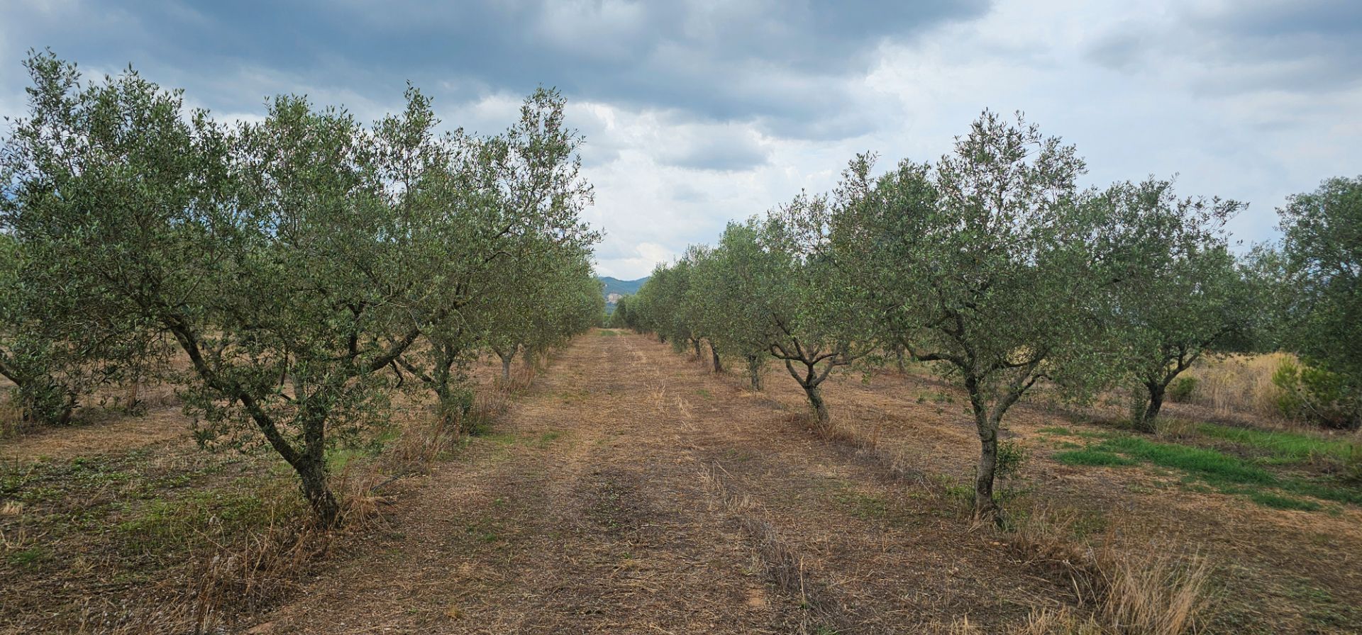 Land for sale in Móra d'Ebre