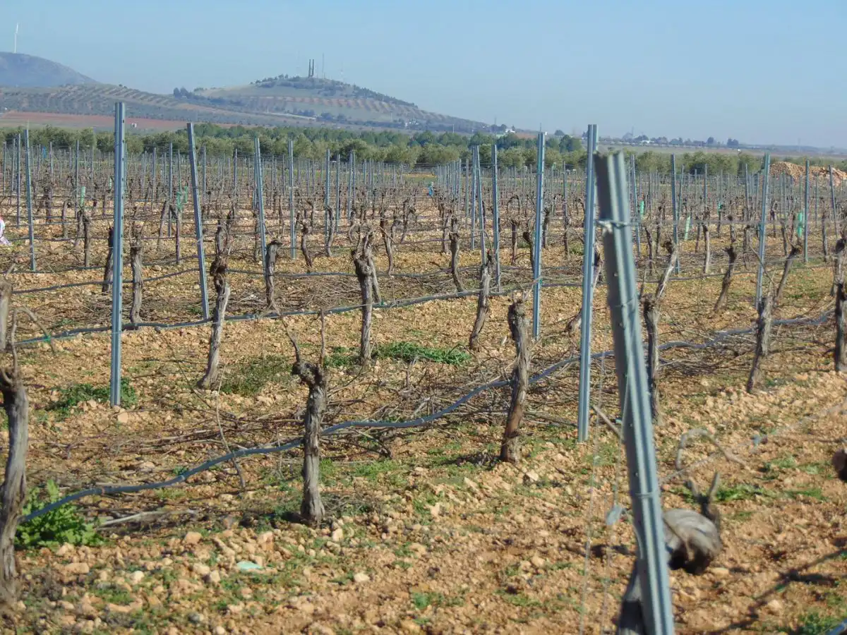 Rural land for sale in Valdepeñas, imagen 20