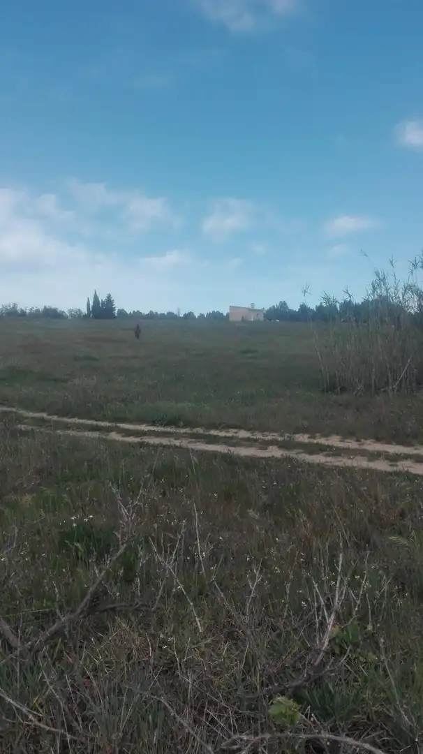 Finca rústica en venta en La Palma del Condado