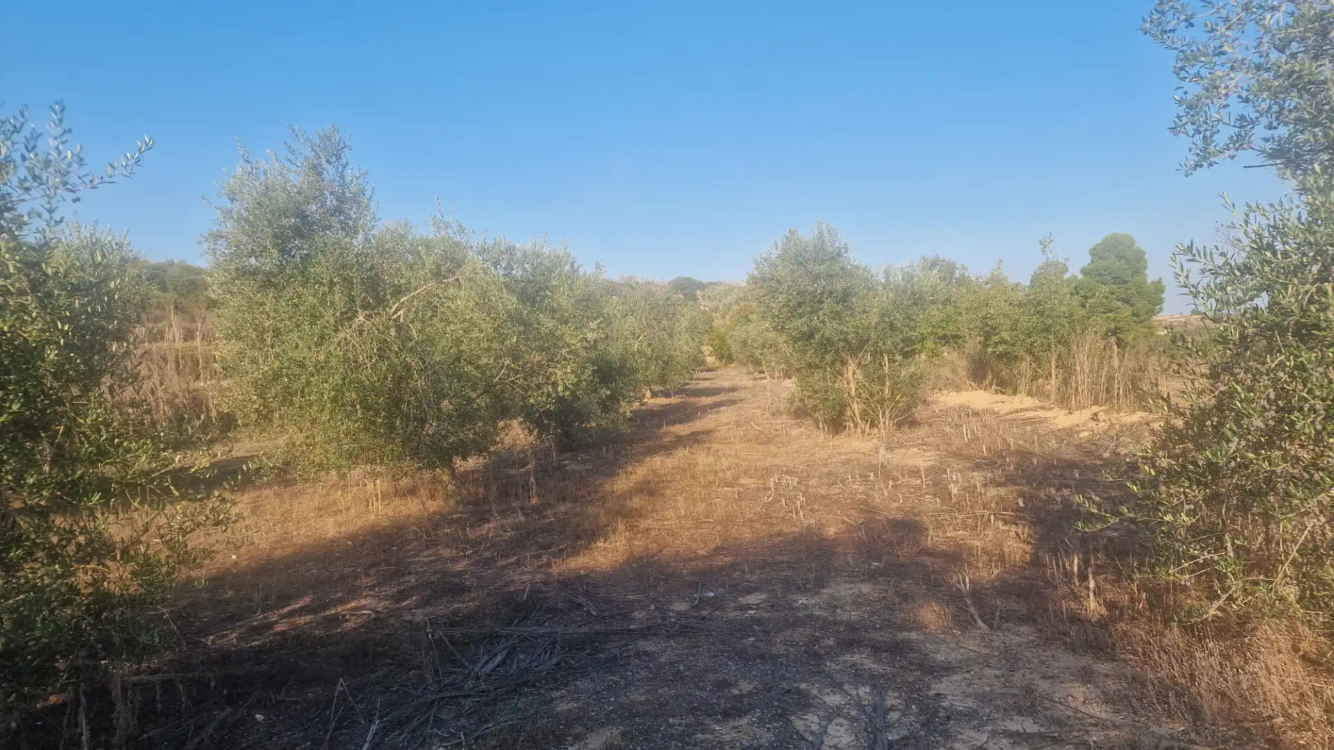 Rural land for sale in Arbeca, imagen 16
