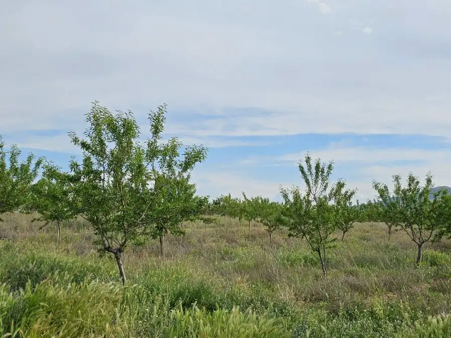 Land for sale in Fuendejalón