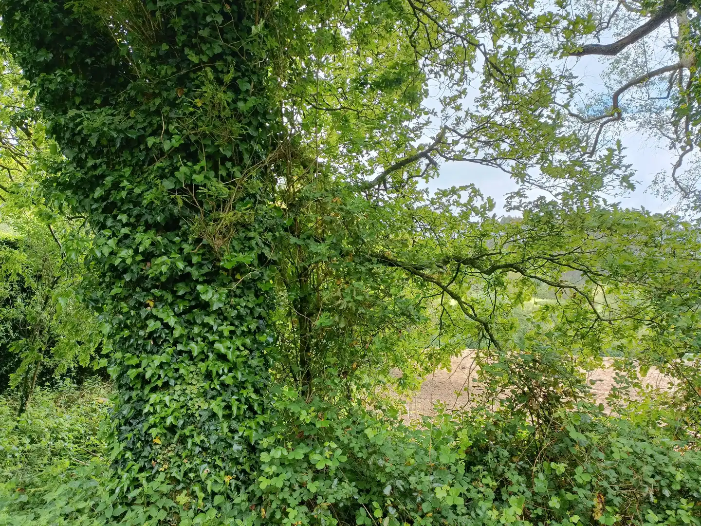Jardí de Casa o xalet en venda en Aranga amb Jardí privat i Traster