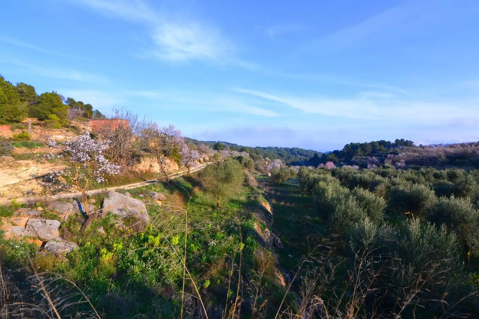 Rural land for sale in Corbera d'Ebre, imagen 9