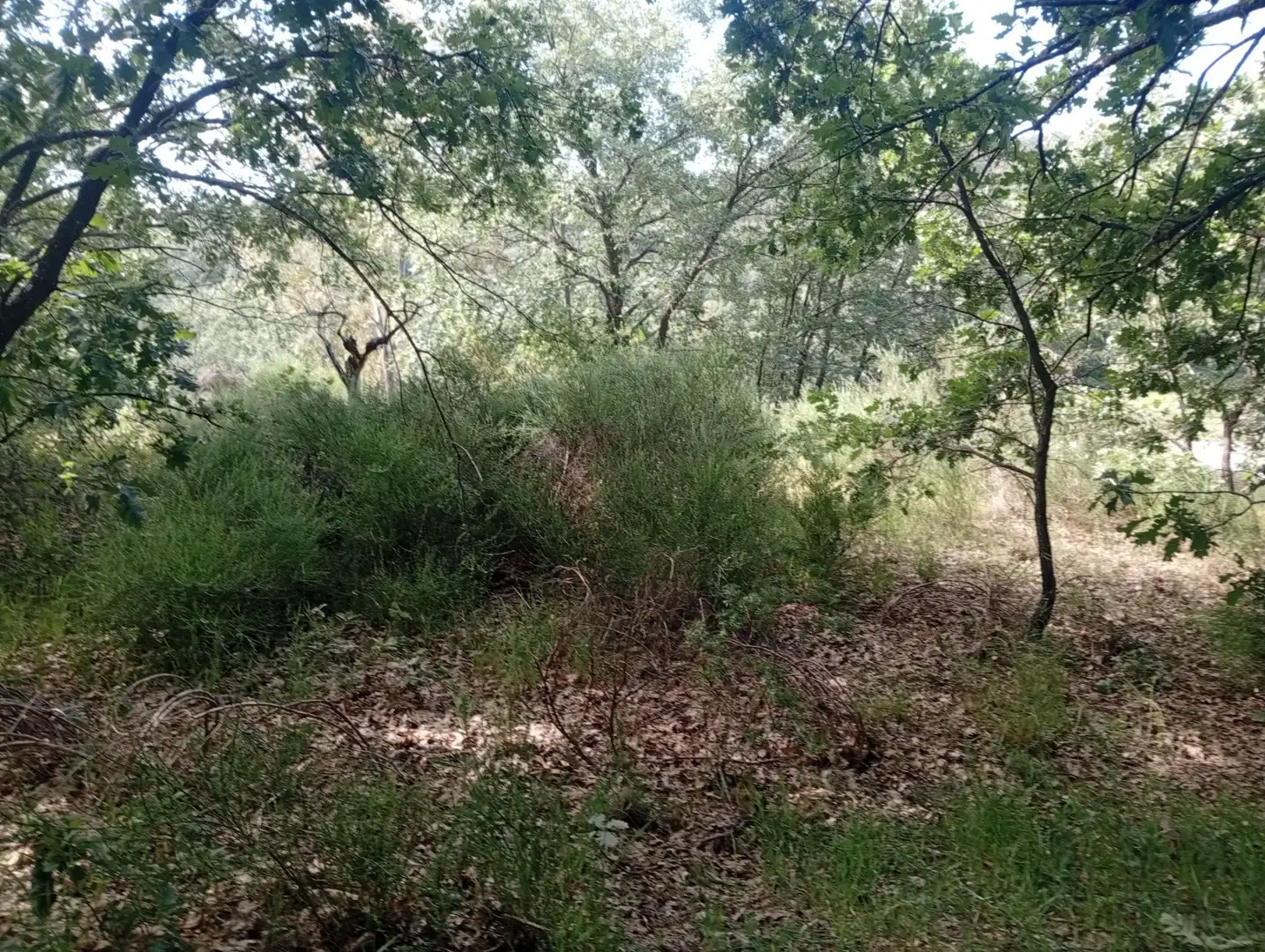 Terreni e lotti in vendita a Losar de la Vera, imagen 6