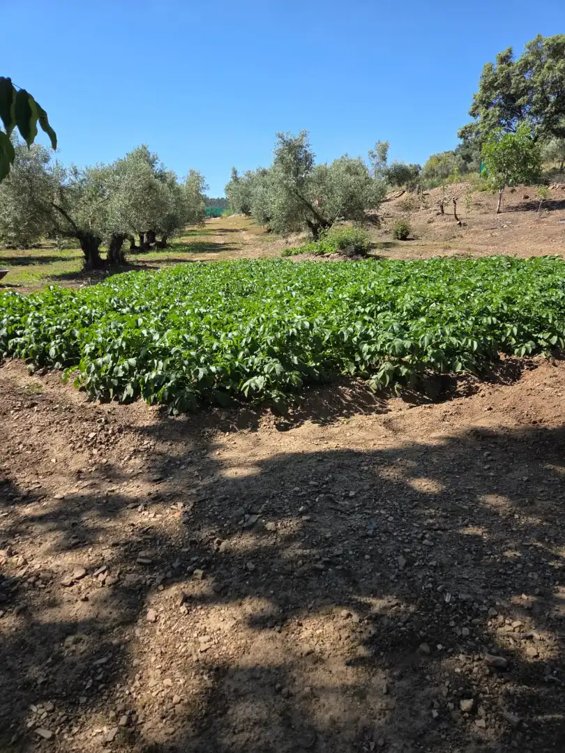 Terreni e lotti in vendita a Aldeaquemada, imagen 13