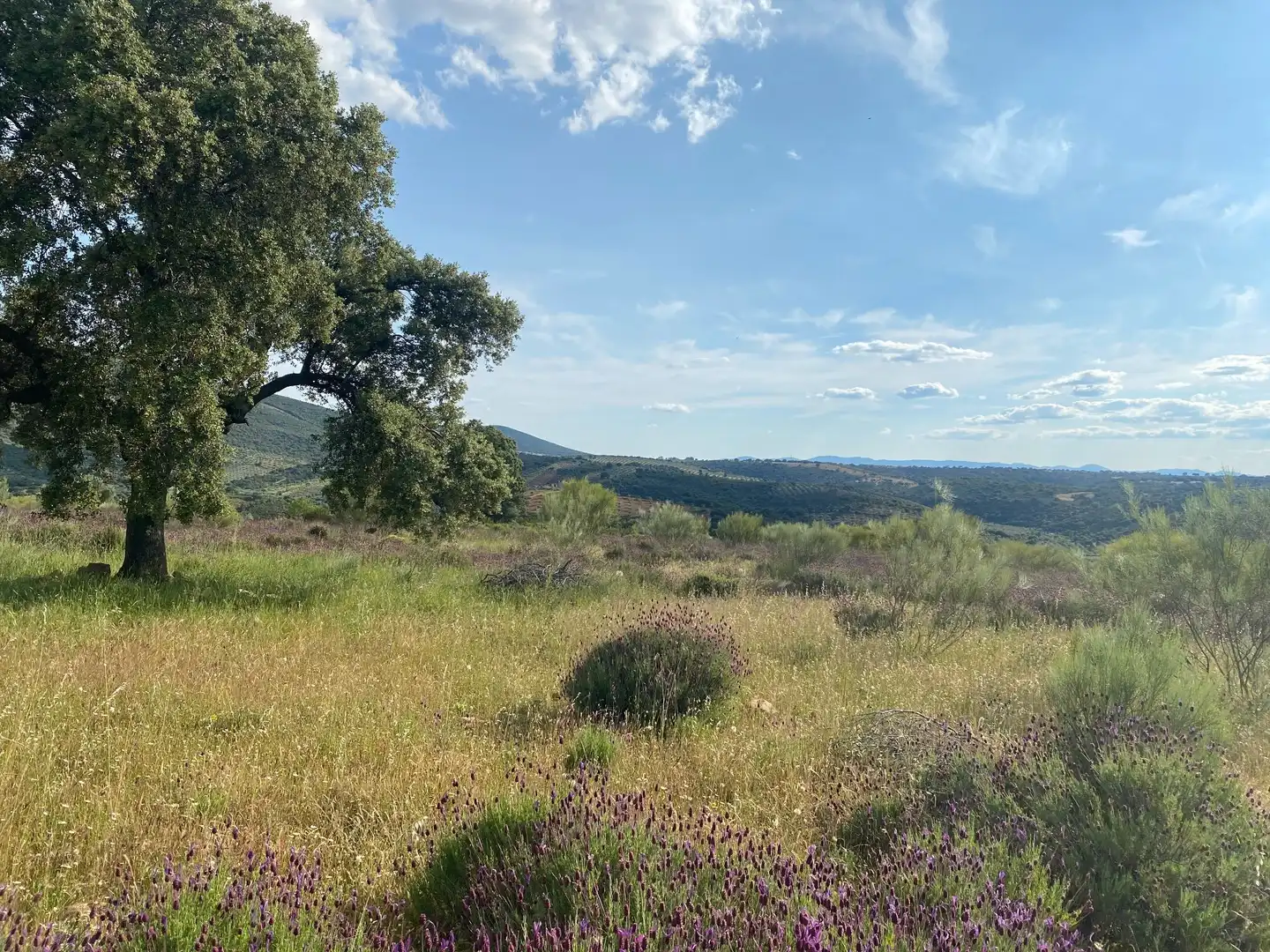 Land for sale in Belvís de la Jara