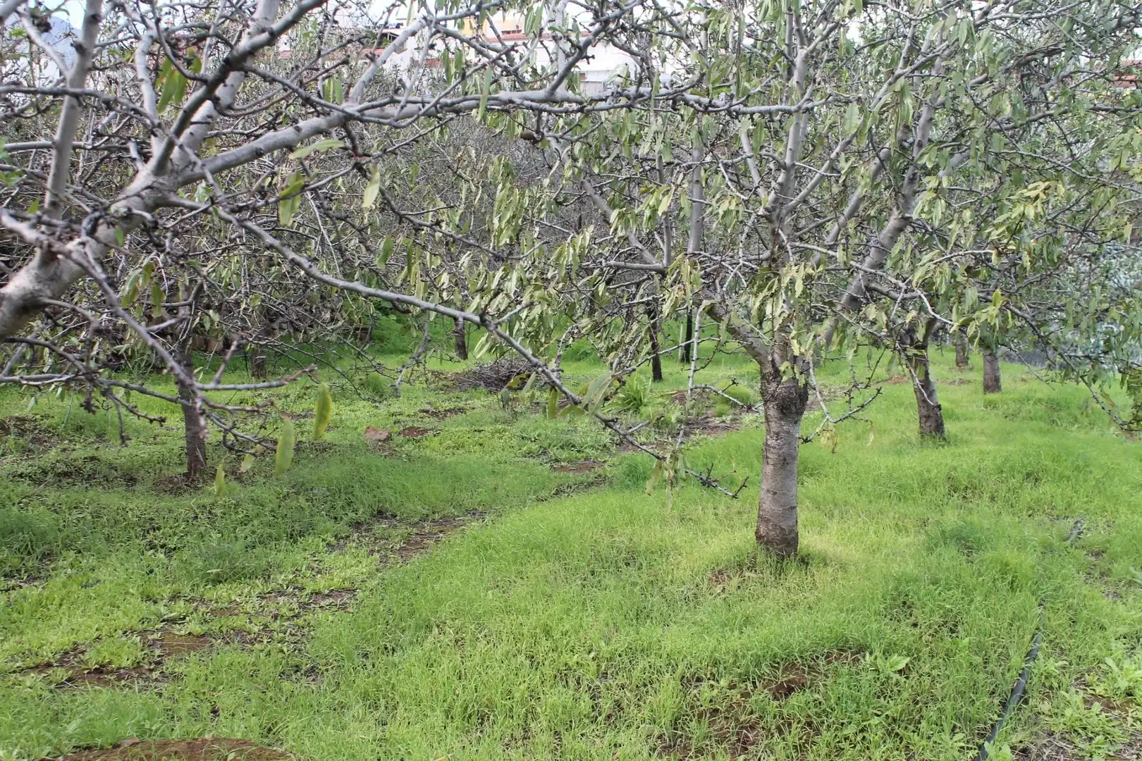 Terreny rústic en venda a Valsequillo de Gran Canaria, imagen 5