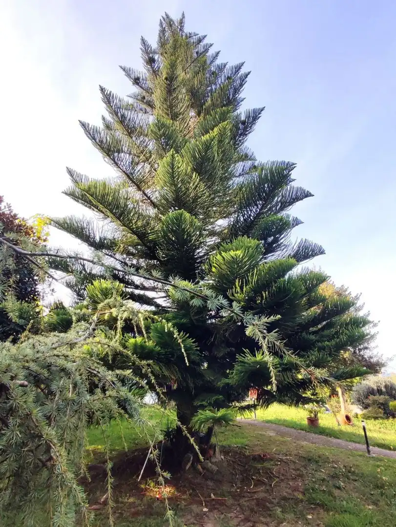 Xalet amb jardí en venda a Camino Sada Armuño, imagen 10