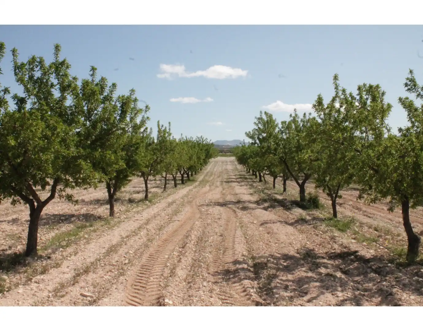 Country house for sale in Jumilla, imagen 27
