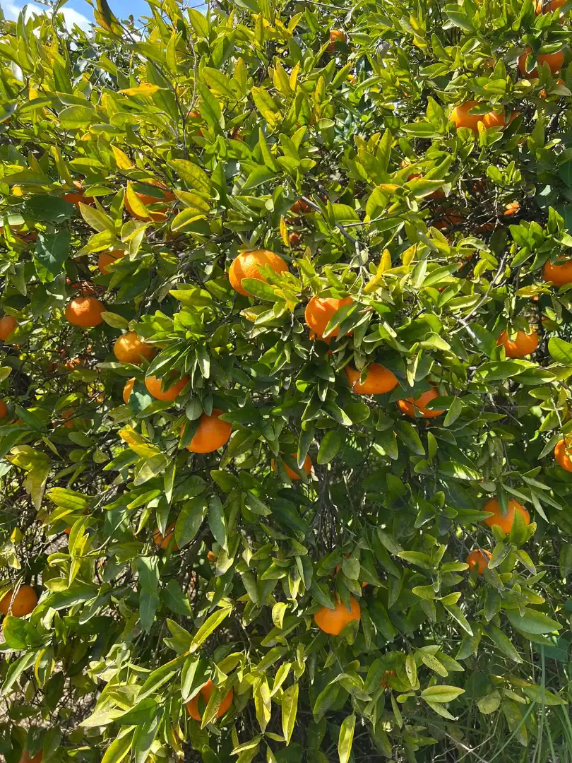Finca rústica en venta en Urbanizaciones