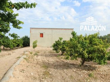Terreno rustico in vendita a Crevillent