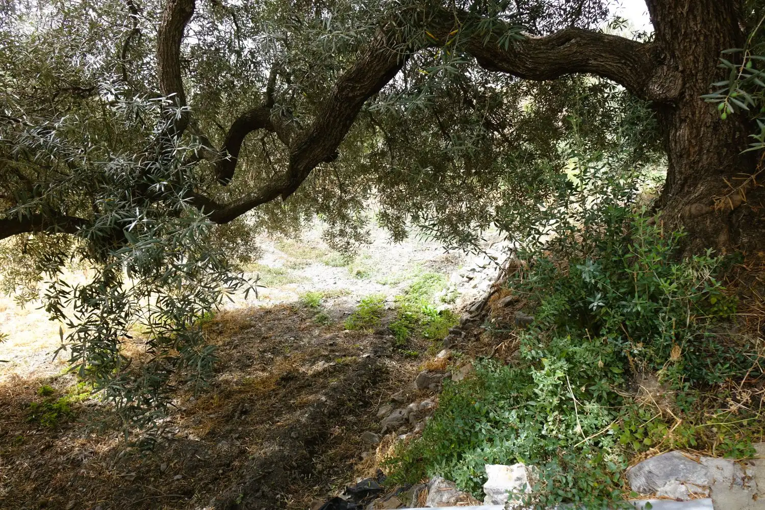 Finca rústica en venda en Órgiva