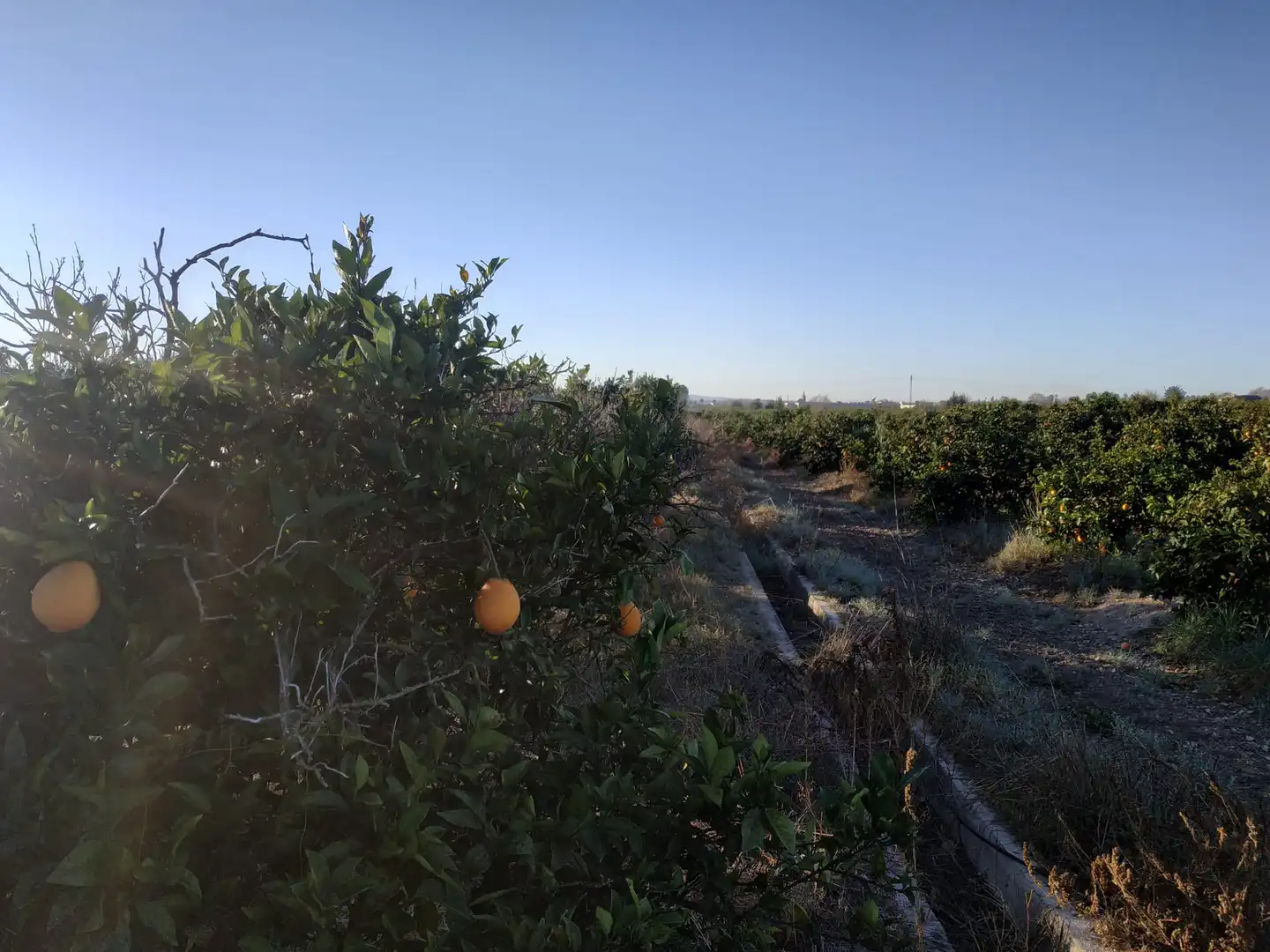 Land for sale in Polígono Número 18, 4, Albalat de la Ribera