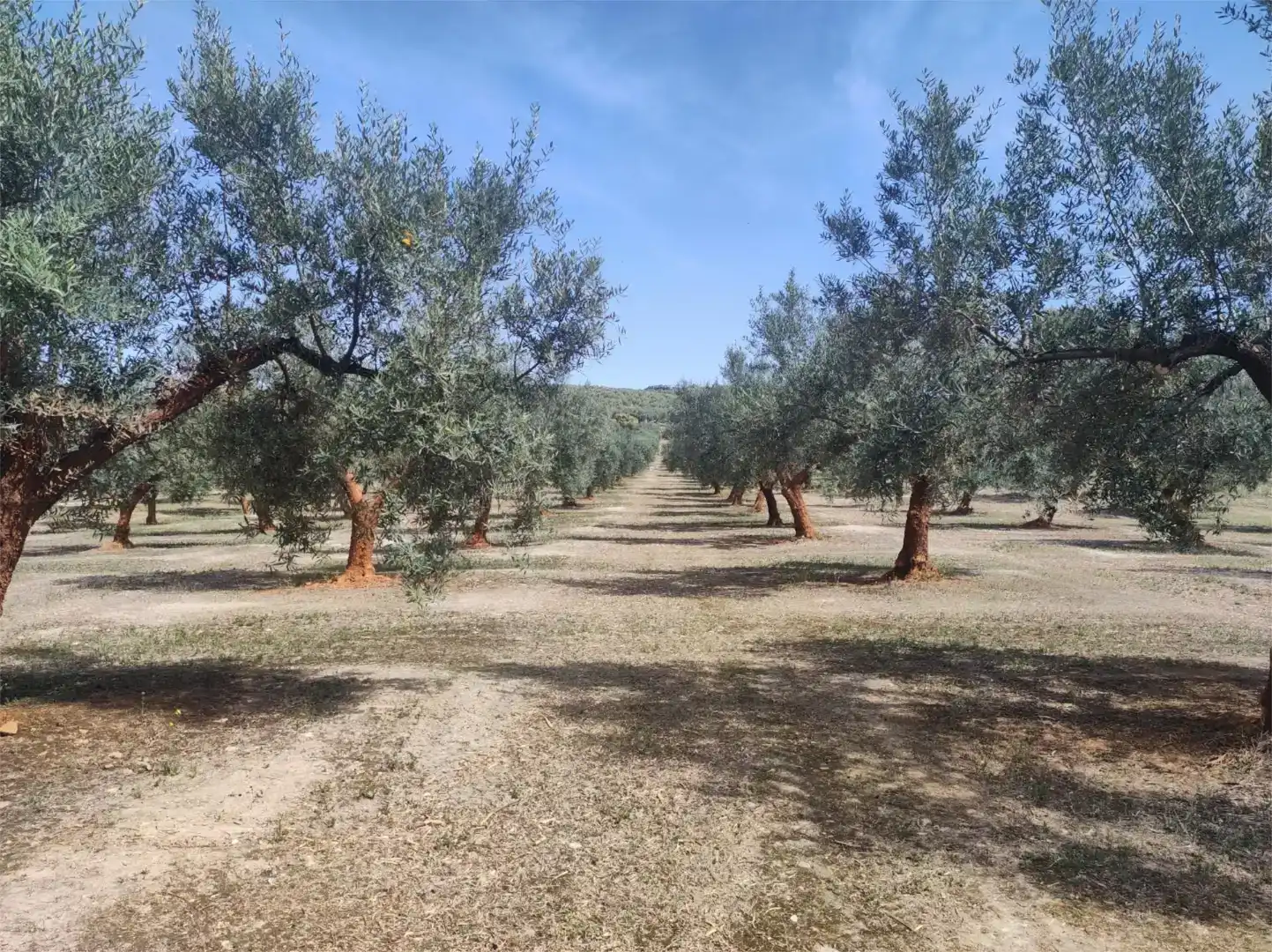 Piso en venta en Montilla