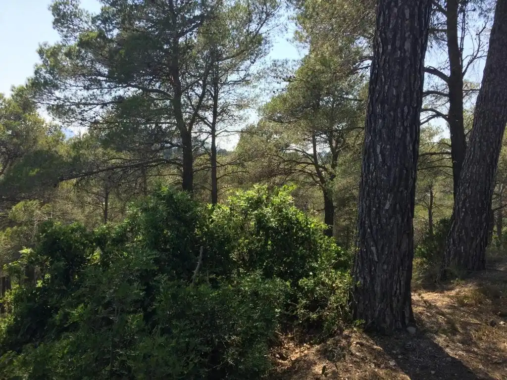 Terreny rústic en venda a BAIX PENEDES, imagen 10