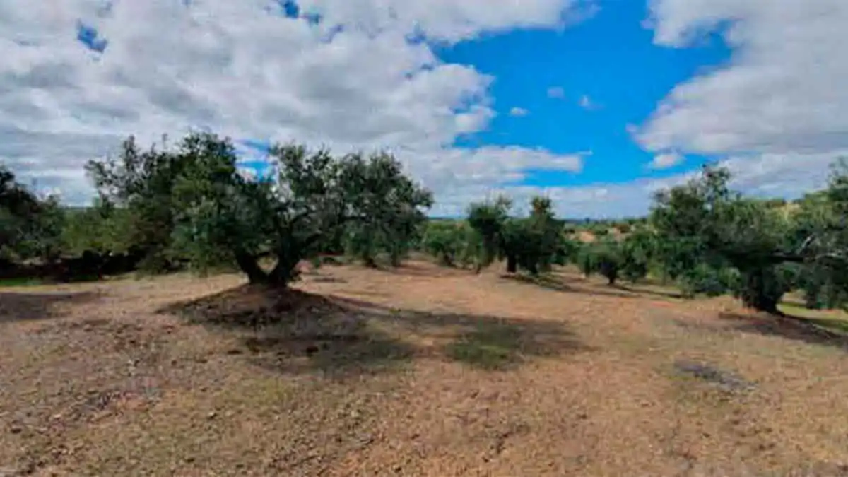 Terreni e lotti in vendita a Torredonjimeno, imagen 2