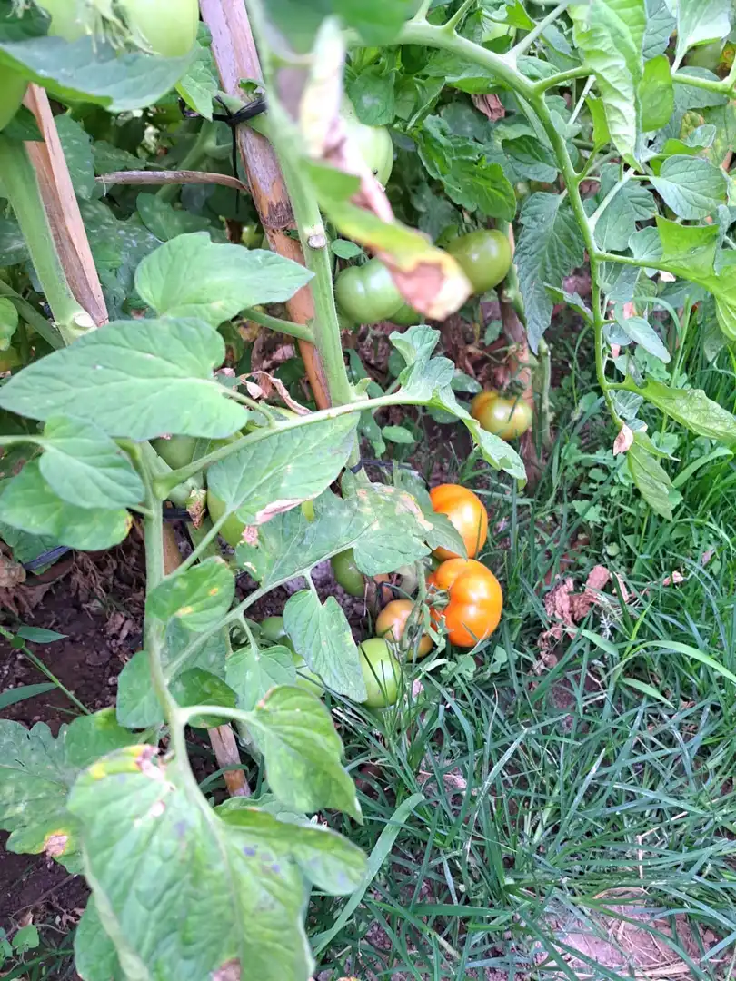 Garten von Geschaftsraum zum Verkauf in Calvià mit Terrasse und Möbliert