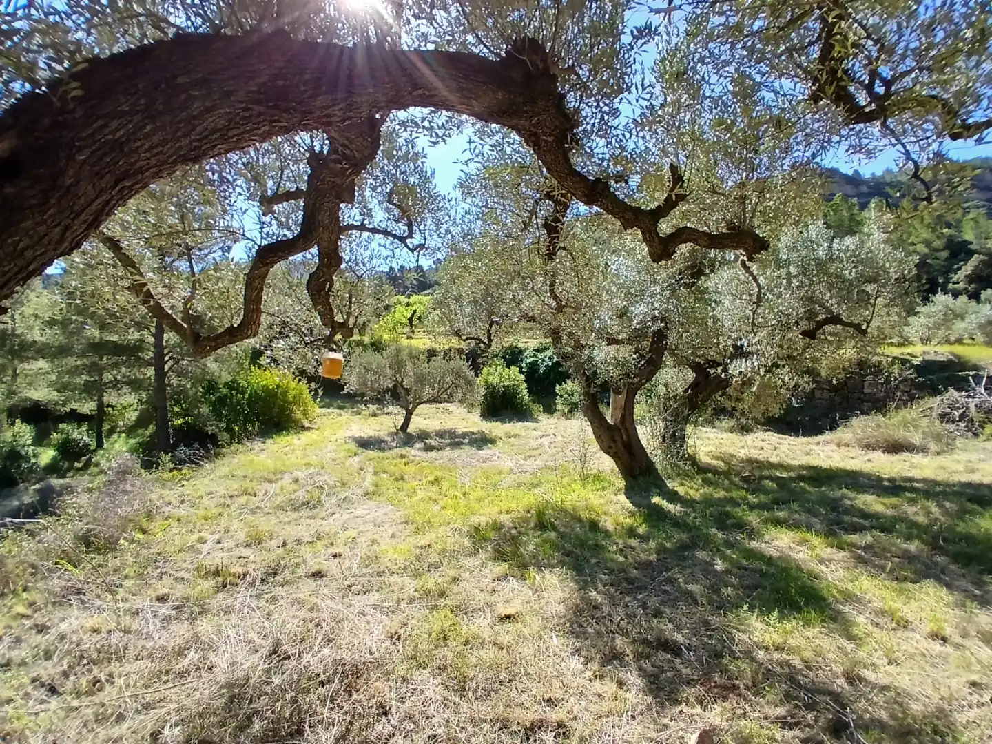 Garden of Land for sale in Prat de Comte