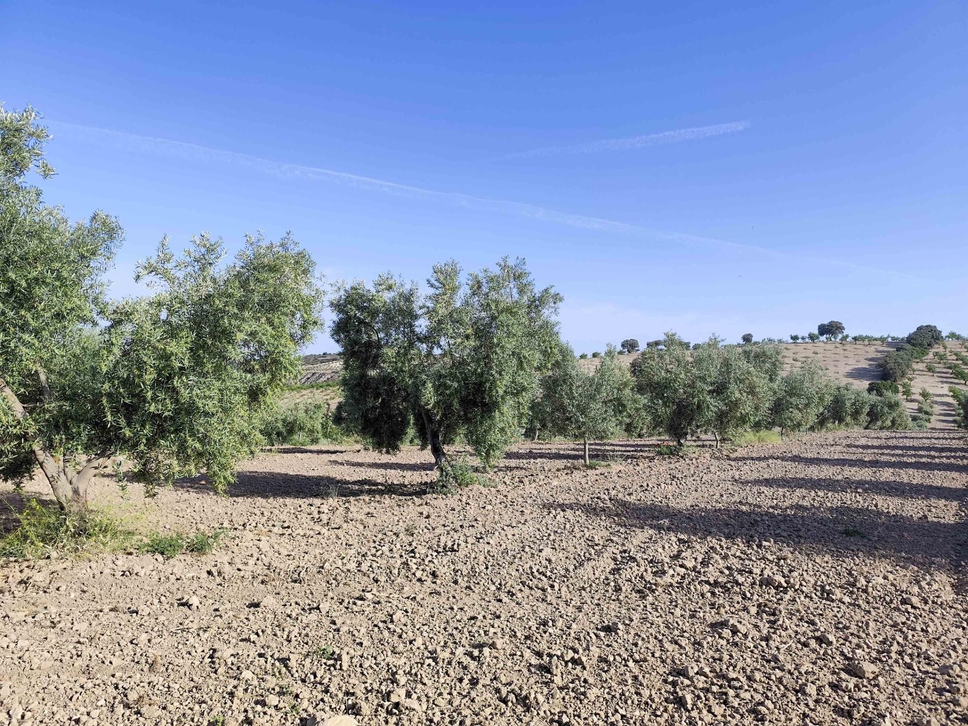Land for sale in Cacín