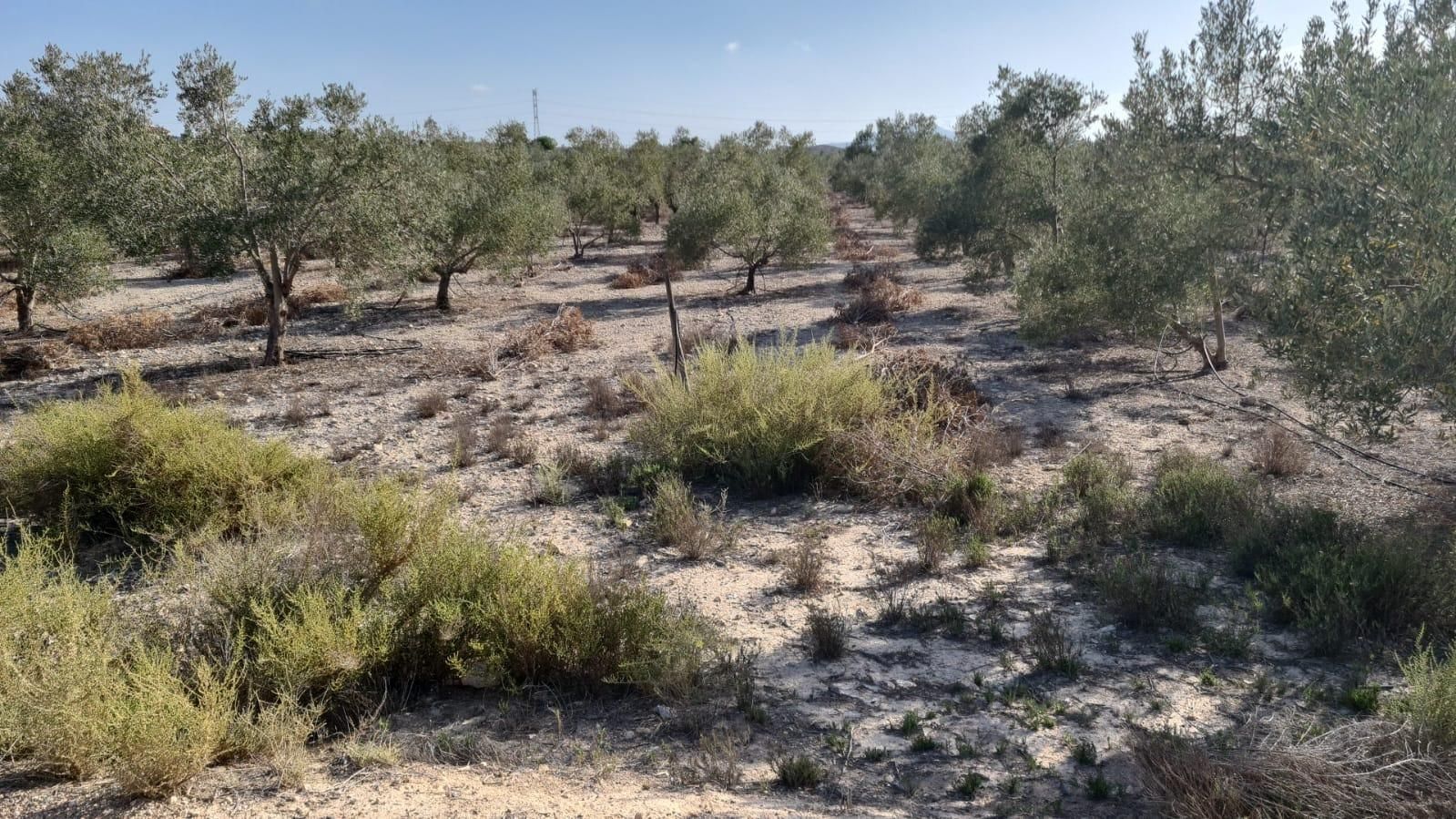Finca rústica en venda en Alicante / Alacant