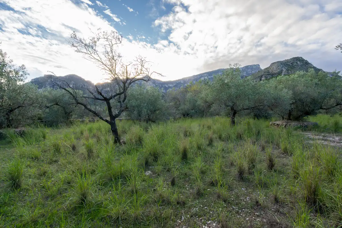 Terreno rustico in vendita a Partida Pandorga 2, imagen 11