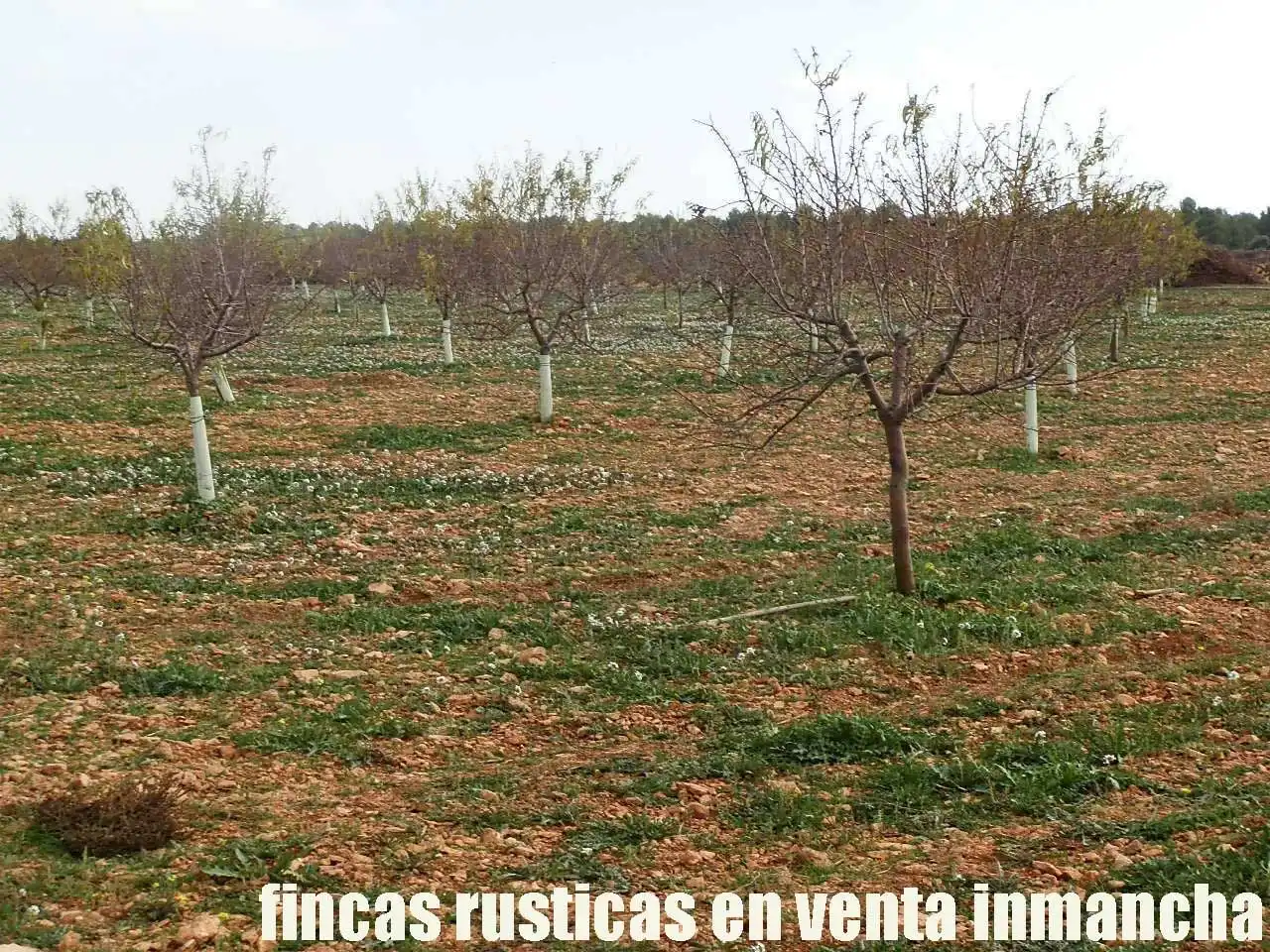 Terreno rústico en venta en Tomelloso, imagen 2