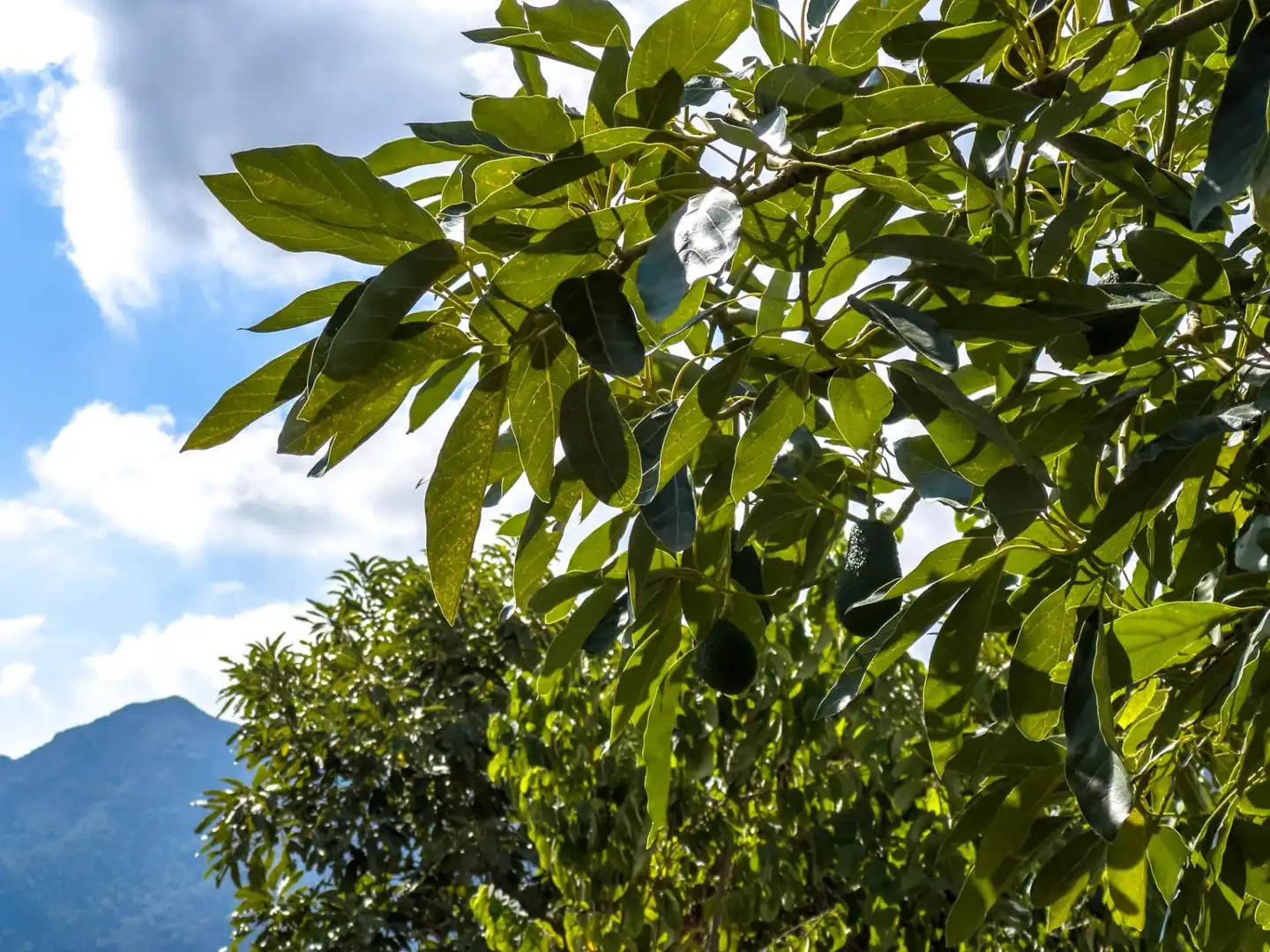 Jardí de Finca rústica en venda en Los Guájares amb Terrassa i Traster