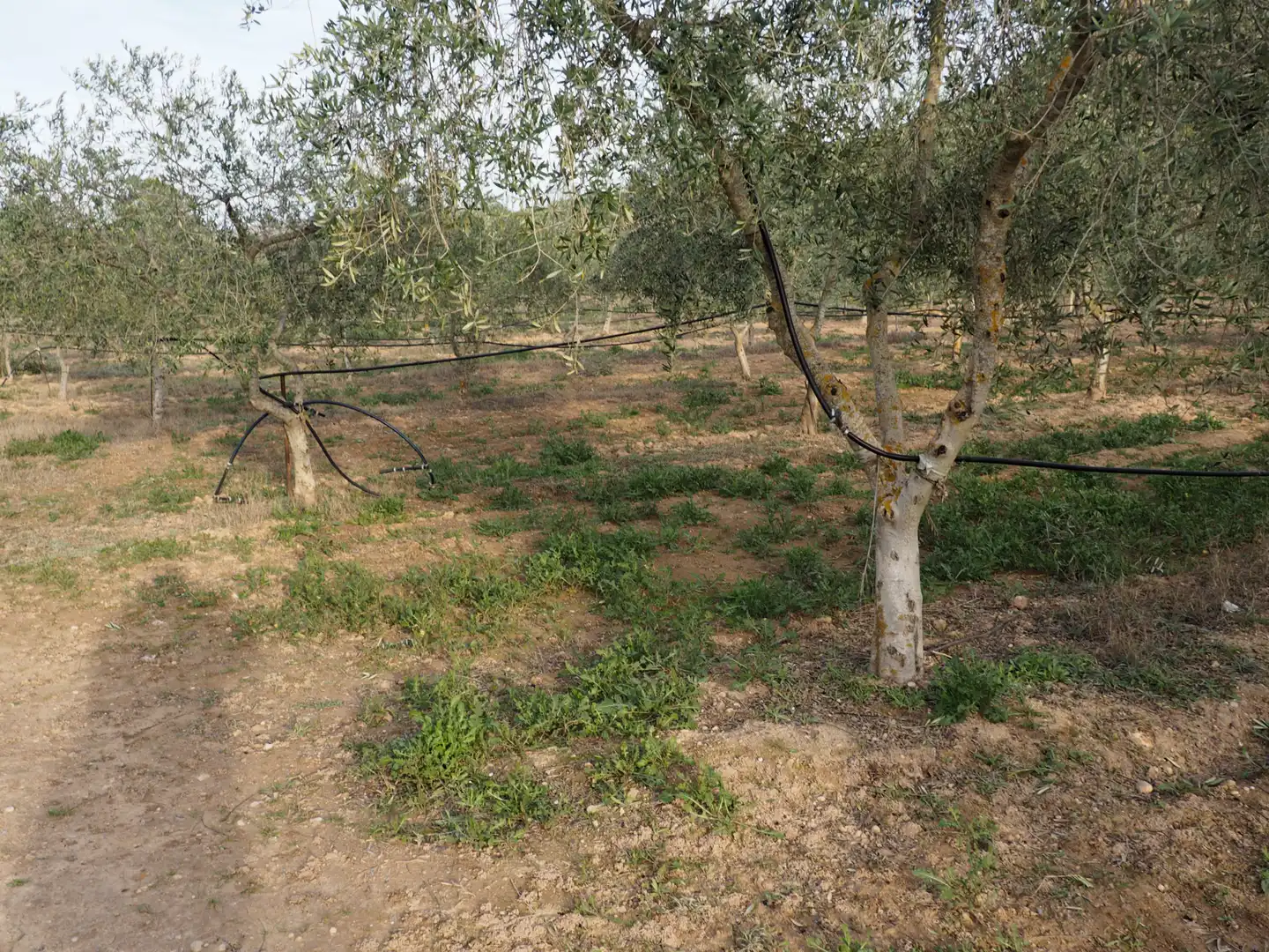 Terreny en venda a Avinguda Colònia, 5, Flix