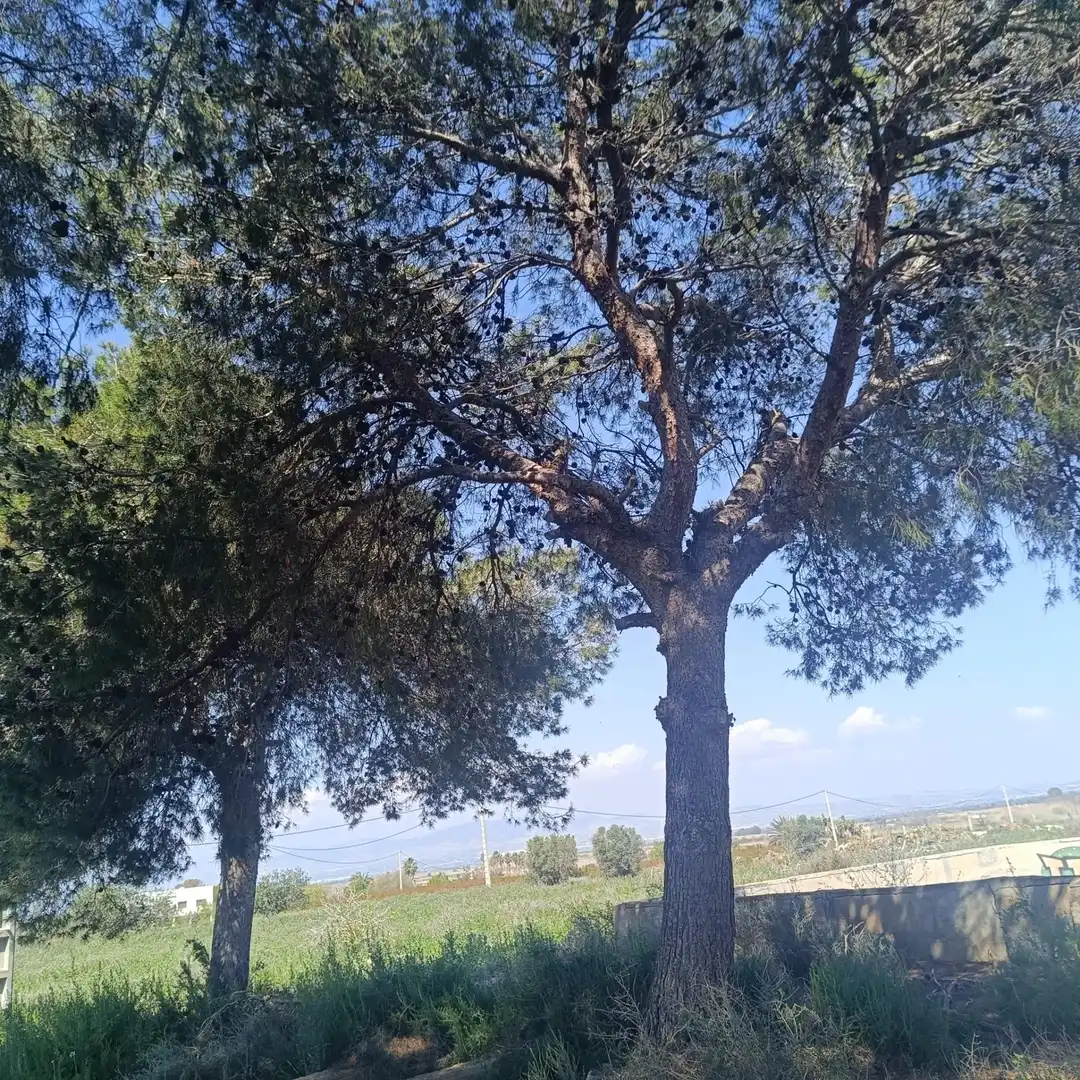 Terrain rustique à vendre à La Marina, imagen 23