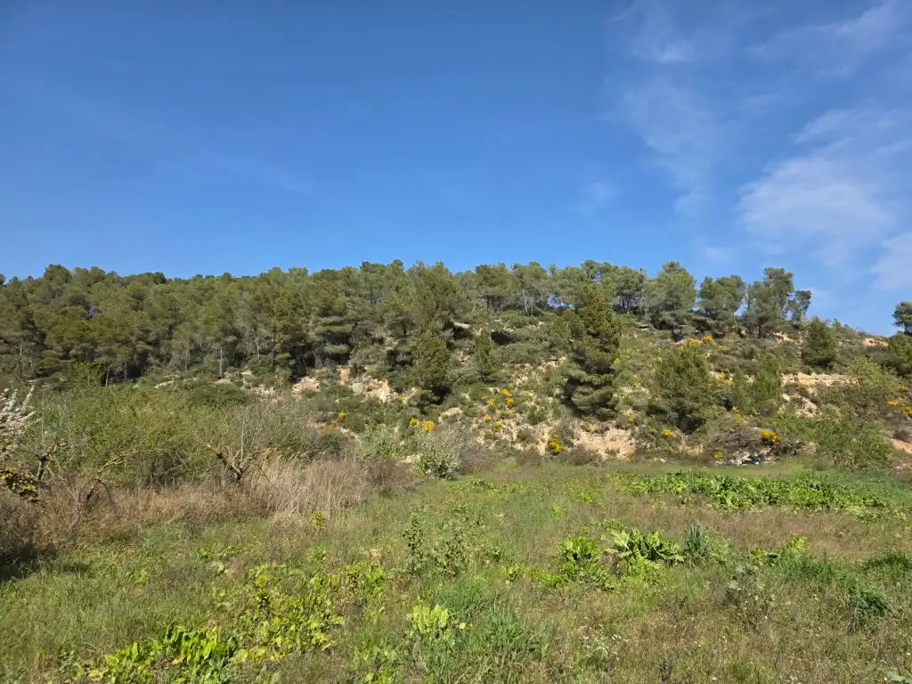 Terreno rustico in vendita a Carrer Soledat 2, imagen 4