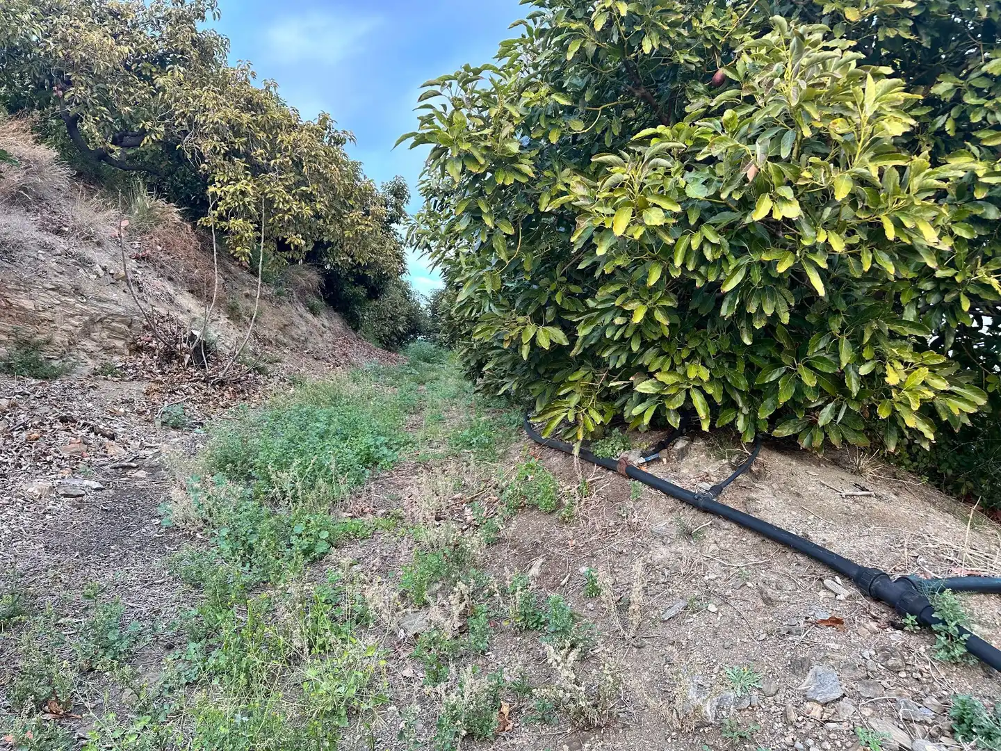 Terreno en venta en Minasierra Alta, 1, Motril ciudad