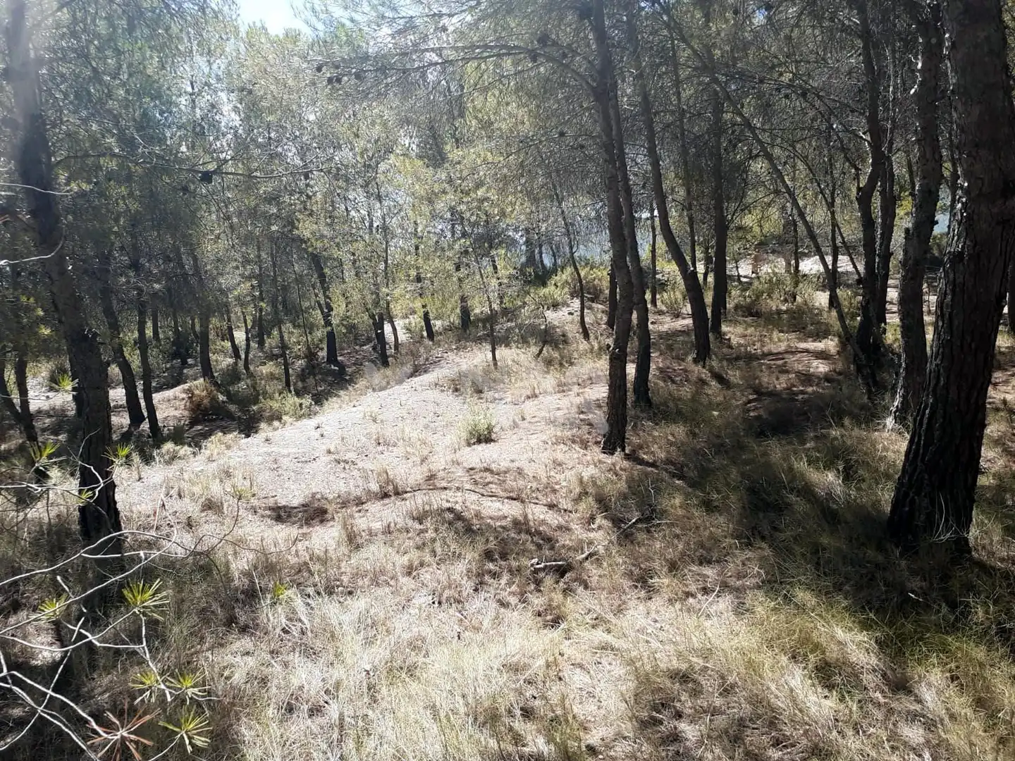 Terreny rústic en venda a Castalla, imagen 3