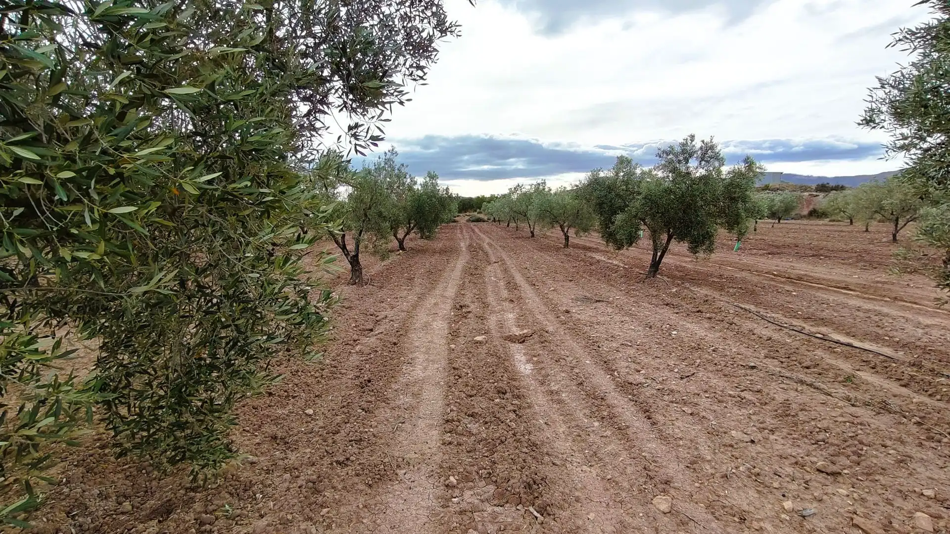 Terreny rústic en venda a Monóvar  / Monòver, imagen 5