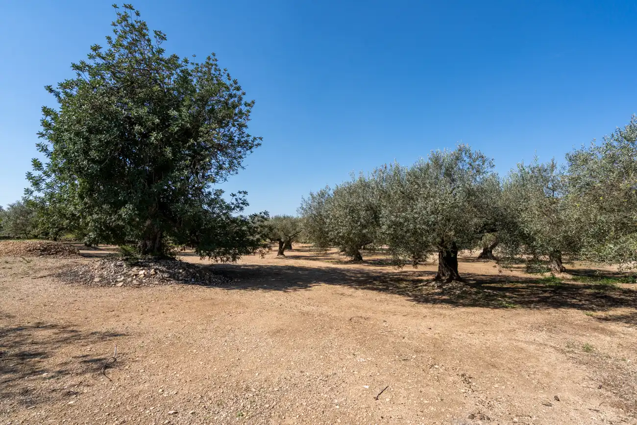 Terreno rustico in vendita a Camí Colomar 14, imagen 7