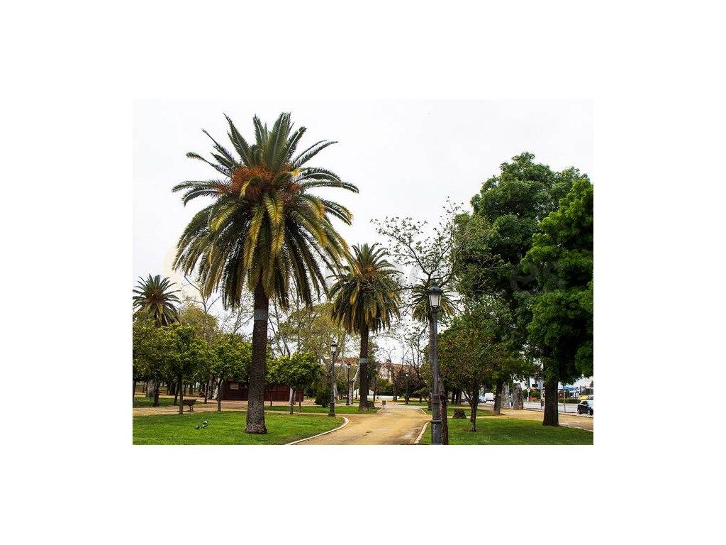 Vista exterior de Pis en venda en Jerez de la Frontera