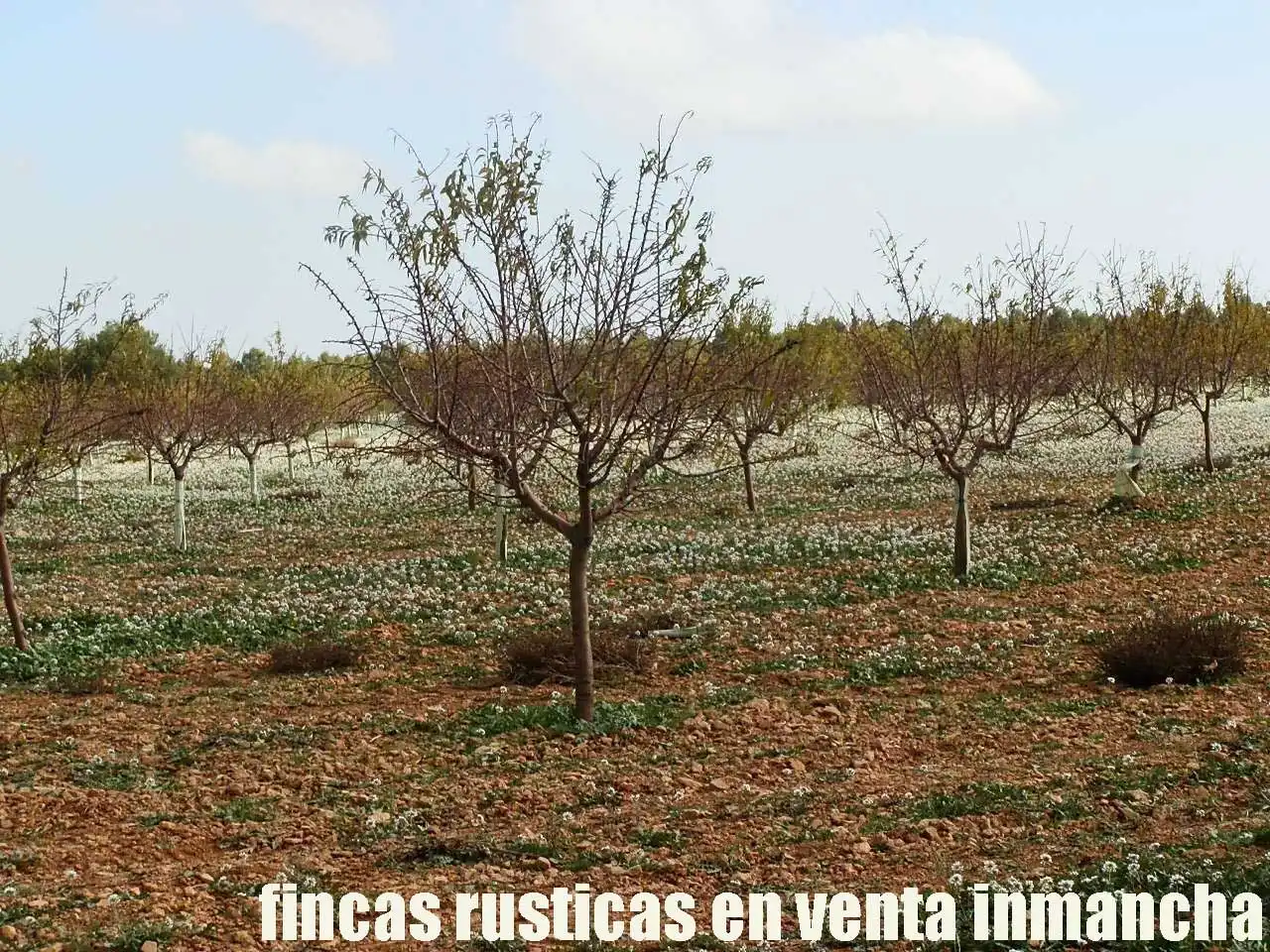 Terreno rústico en venta en Tomelloso, imagen 4