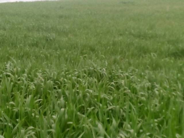 Terreno en Venta en Feria en Santiago de Calatrava