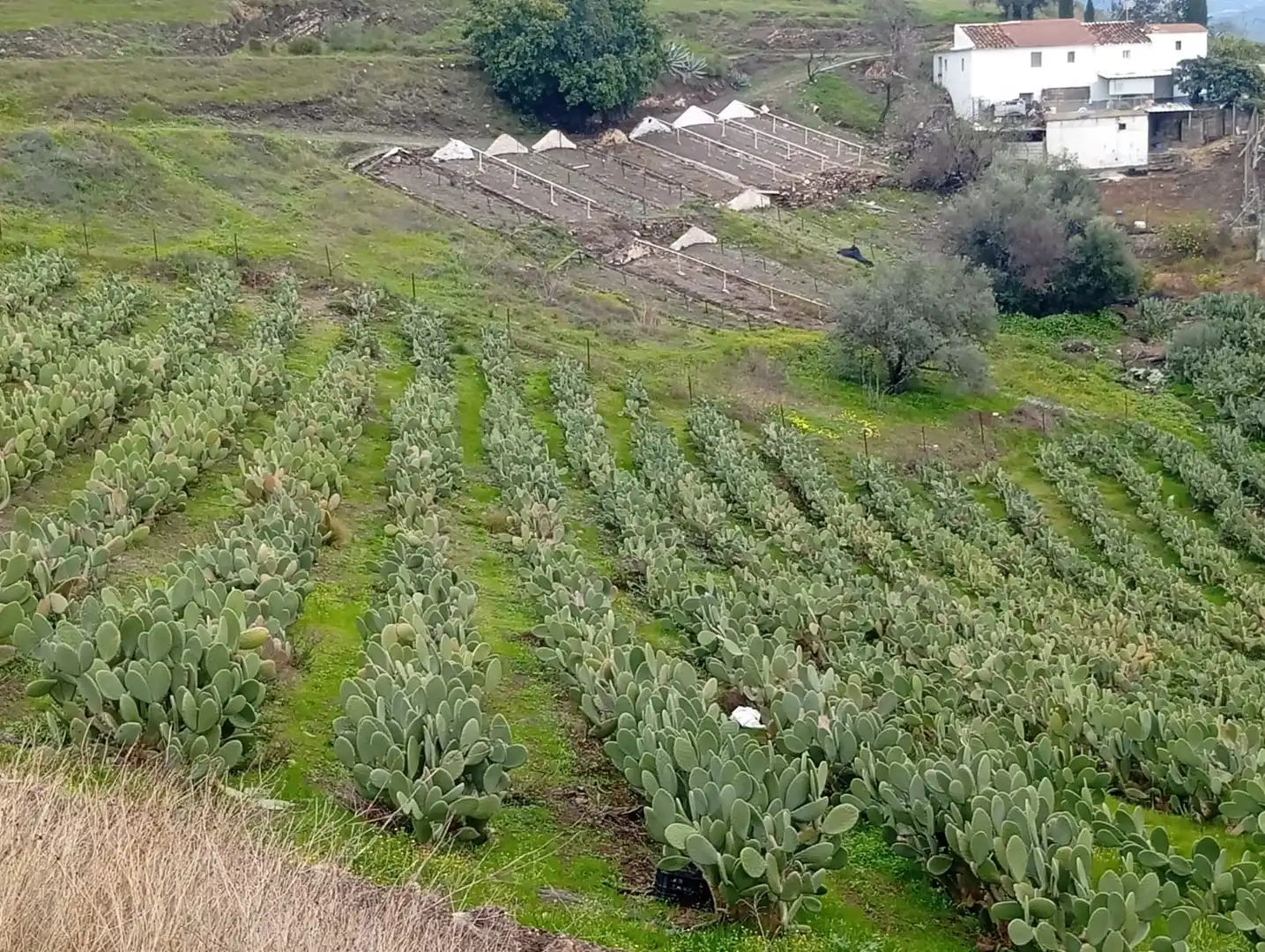 Terreni e lotti in vendita a Vélez-Málaga ciudad, imagen 22