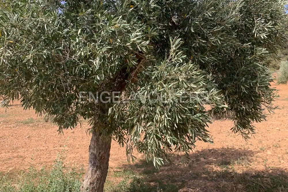 Lands and plots for sale in Requena, imagen 27