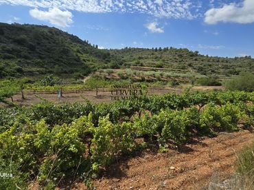 Terreno rustico in vendita a Cervera del Maestre