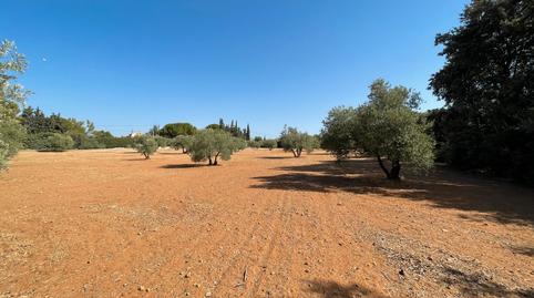 Photo 5 of Land for sale in Carretera Yedra, Baeza, Jaén