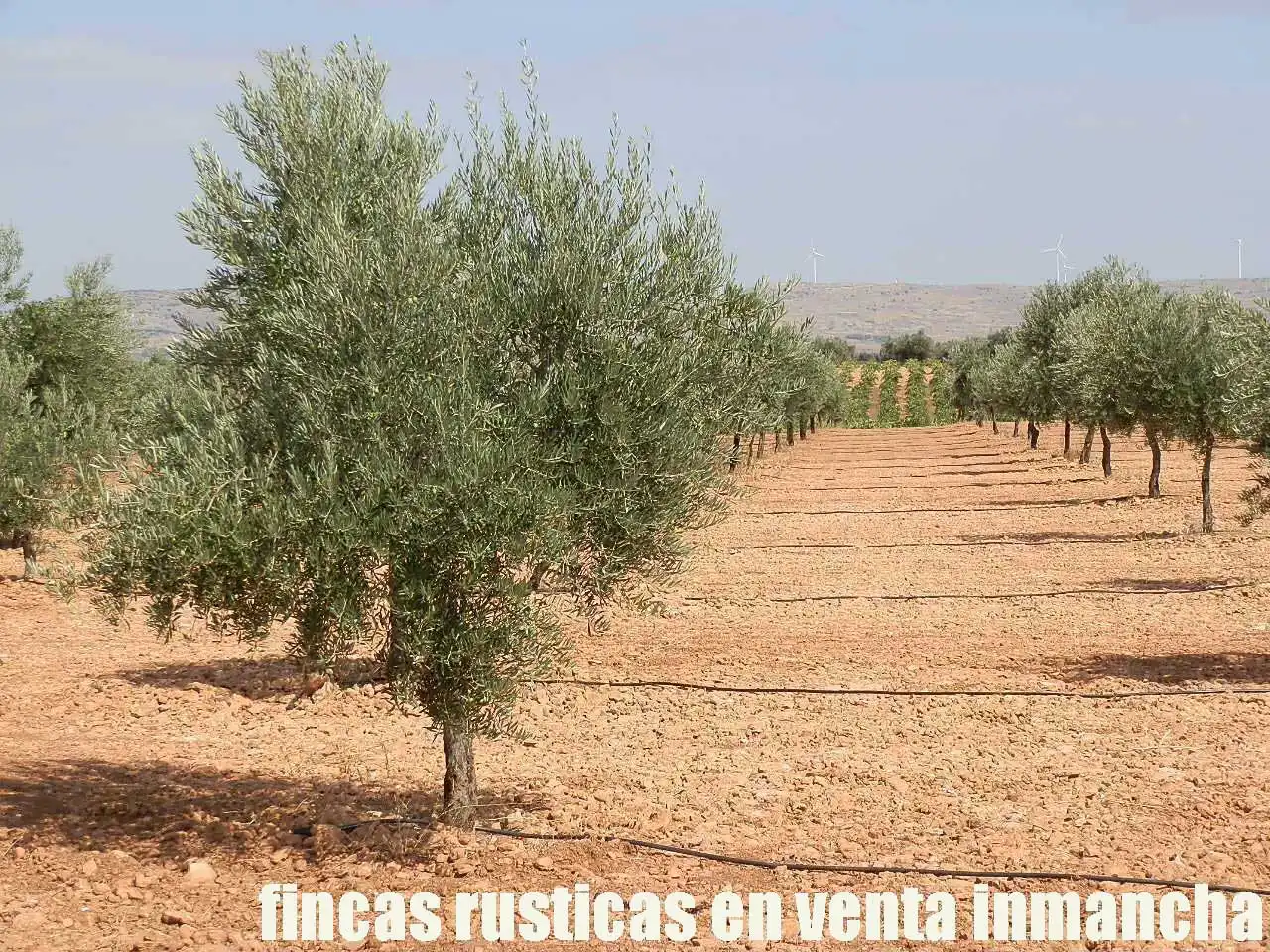 Terreno rústico en venta en Moral de Calatrava, imagen 17