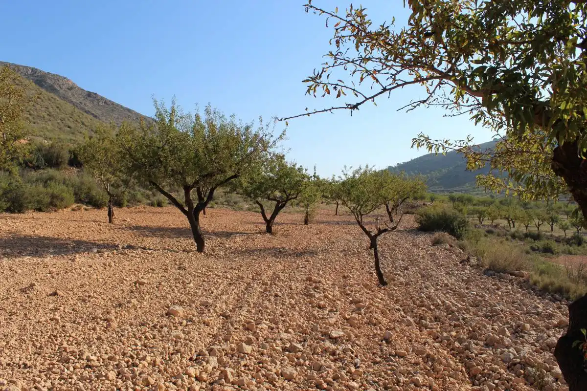 Terreni e lotti in vendita a Hondón de los Frailes, imagen 4