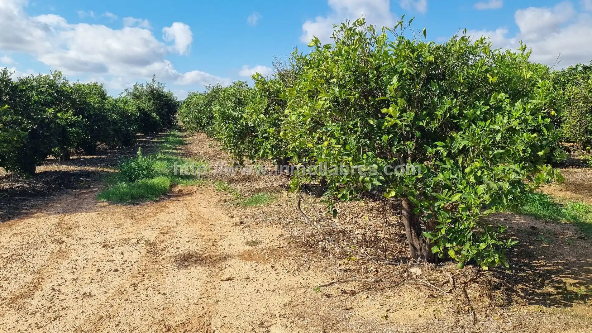 Maison rustique à vendre à Muro, imagen 17