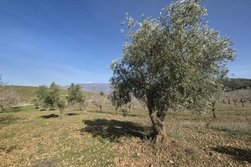 Terreni e lotti in vendita a Travesia Jose Mariano Vallejo, imagen 22