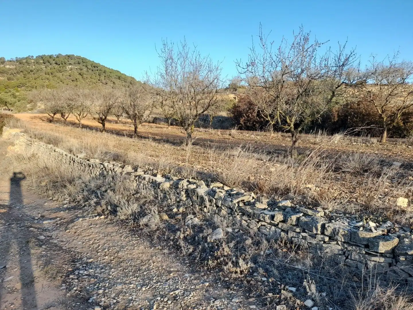 Terreno rústico en venta en Corbera d'Ebre, imagen 5