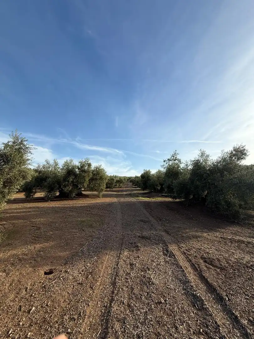 Land for sale in Benamejí