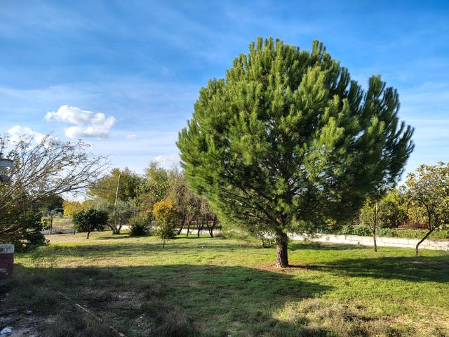 Terreno en Venta en Calle la Mata Alcozarina, 42 en Morón de la Frontera